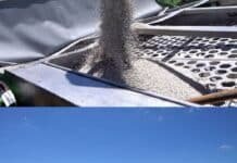 La nutrición del maíz evoluciona: nitrógeno más eficiente, mejores resultados