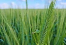 INTA presentó dos nuevas variedades de triticale que potencian la producción forrajera