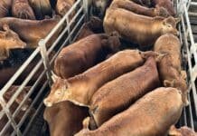 Un lote de novillos pesados Limousin obtuvo un excelente precio en el remate Gordo de Navidad de Sáenz Valiente, Bullrich, en el MAG