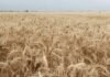 Córdoba consolida un trigo récord: rindes históricos, alta producción y alertas por la calidad
