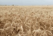 Córdoba consolida un trigo récord: rindes históricos, alta producción y alertas por la calidad