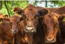 SENASA actualiza el control de brucelosis bovina: nuevos mecanismos para emitir el DT-e desde enero de 2026