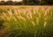 El pasto que desafía a la sequía: el buffel grass gana terreno como aliado clave de la ganadería en San Luis