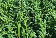 🌾 “Camila INTA”: la nueva súper avena que revoluciona la producción de forraje en Argentina