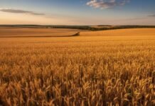 Trigo argentino rompe récords y gana mercados clave: el país consolida su ventaja exportadora en plena campaña histórica