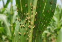 El año nuevo llega con el maíz temprano a salvo de Spiroplasma, focos puntuales de chicharrita en NOA y NEA, y excelentes perspectivas para el maíz tardío