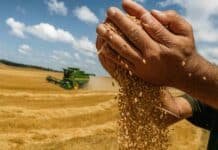 Trigo 2025/26: la campaña arranca con exportaciones récord y embarques históricos en diciembre