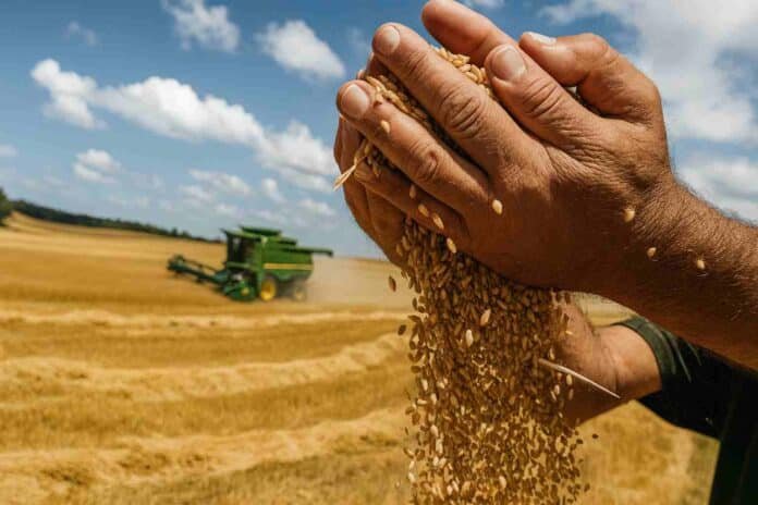 cosecha de trigo