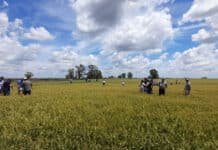 Día Mundial del Suelo: “Suelos sanos para ciudades saludables”