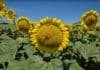 El girasol demostró ser la mejor decisión en los ambientes más restrictivos del sureste cordobés