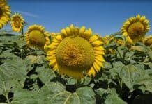 El girasol demostró ser la mejor decisión en los ambientes más restrictivos del sureste cordobés