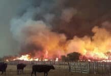 Incendios fuera de control: más de 85.000 hectáreas quemadas y fuertes pérdidas productivas en La Pampa