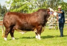 El mejor toro del mundo es uruguayo con genética argentina: Justiciero hizo historia en la raza Braford