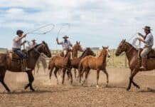 Veterinarios de Entre Ríos apuntan contra las pialadas y advierten: “Son actos de crueldad animal”