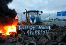 Furia en el campo francés: bloqueos y tensión tras el sacrificio de animales por dermatosis nodular