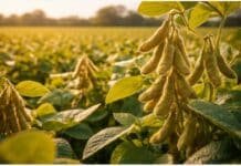 🌱 Más poder de compra: la soja mejora su relación con insumos clave y alivia costos del agro