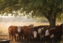 Ola de calor: claves para cuidar el bienestar del ganado durante el verano