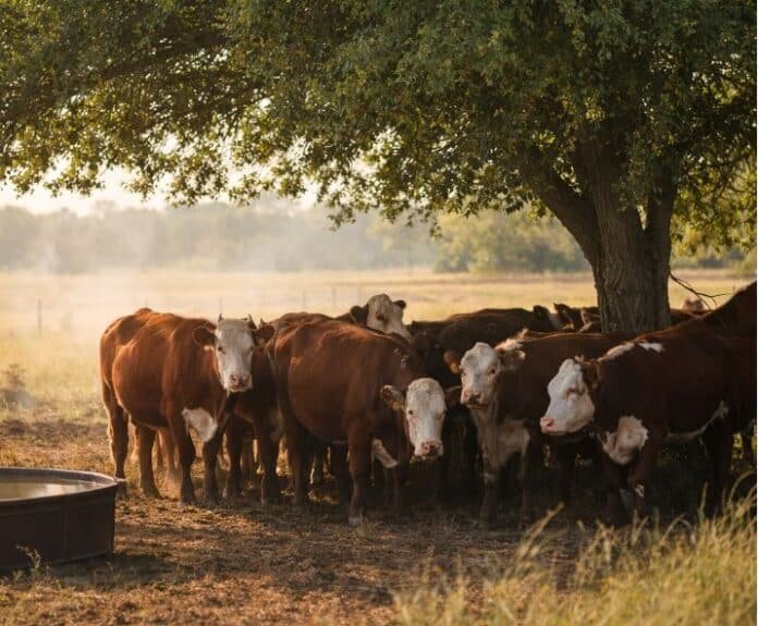 vacas abajo de un arbol-IA