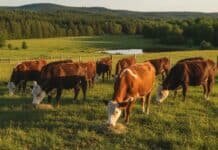 ¡Es al pedo! Quieren poner un impuesto a los gases de las vacas🐄