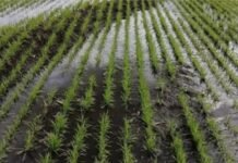 Arroz entrerriano: el 97% de los lotes está en condición Bueno y Muy Bueno en la campaña 2025/26