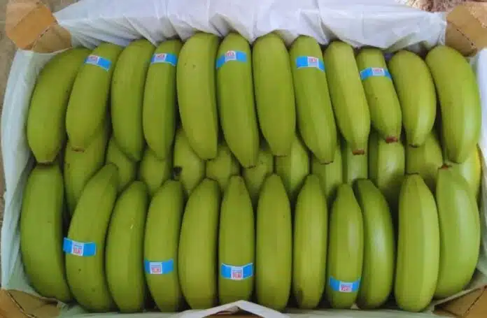 Banana Cavendish-gentileza INTA