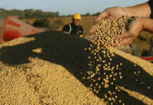 Alerta en la industria: la UE excluye al biodiésel de soja y pone en riesgo exportaciones argentinas