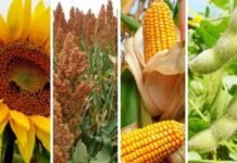 Lluvias clave reactivan al campo: mejora el perfil hídrico y se consolidan las siembras de soja y maíz