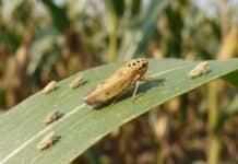 Chicharrita: el monitoreo confirma una muy baja presencia en las principales zonas maiceras
