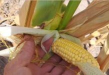 Entre Ríos: el 80% del maíz de primera está en condición buena y muy buena y proyecta rindes superiores al promedio