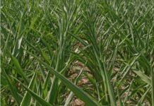 Entre Ríos: el maíz tardío muestra buen estado, pero el clima empieza a encender alertas