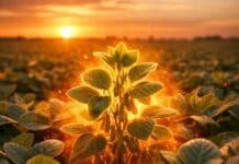 Novonesis y SpeedAgro anuncian una alianza estratégica