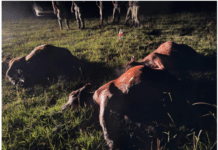 Abigeato: faenaban vaquillonas en un campo y escaparon al ser sorprendidos