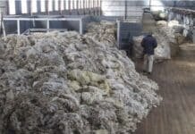 SENASA habilita las “Barracas de Campo” y abre una nueva vía para exportar lana desde el propio establecimiento