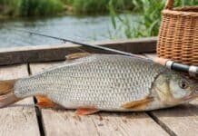 La boga se perfila como nueva estrella de la acuicultura argentina