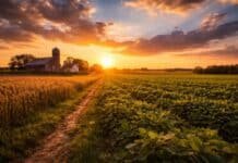 Verano clave para la soja y el maíz: alertan por calor, déficit hídrico y eventos extremos en plena campaña