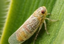 La chicharrita avanza con el verano: alertan por su expansión en zonas maiceras del norte