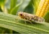 Chicharrita del maíz: detectan presencia y piden reforzar el monitoreo para evitar controles innecesarios