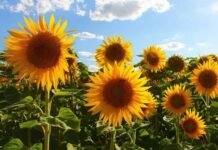 Avanza lento el girasol, pero con rindes récord: el clima define el cierre de la campaña