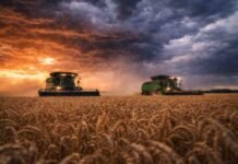 Récord histórico de trigo en Argentina: la campaña 2025/26 marcó el mayor volumen de producción de la serie