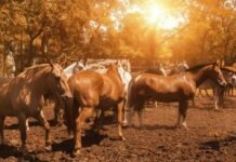 Olas de calor: SENASA recomienda medidas clave para proteger a los caballos
