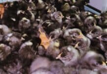 Hito avícola en el norte: el INTA logró su propia genética de la ponedora Negra INTA