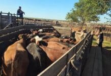 Recuperan más de 1.000 cabezas de ganado valuadas en $2.000 millones en una causa por estafa