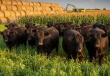 Mejora la relación hacienda–forrajeras y se abre una ventana clave para invertir en pasturas