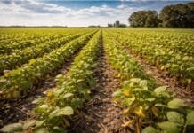 🌱 Alarma en la zona núcleo: enero fue seco, la sequía avanza y ya recortan rindes de soja