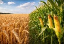 Micronutrientes bajo la lupa en el norte argentino: ensayos de Aapresid revelan respuestas clave en maíz, soja y algodón