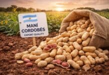 Por qué el maní cordobés es el más dulce del mundo: el hallazgo del INTA que potencia su valor exportador