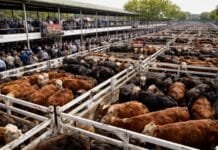 Cierre del mercado de hacienda el 13 de enero