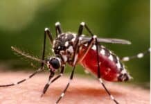 Dengue en Argentina: por qué vuelve a crecer el riesgo y qué medidas clave ayudan a frenar al mosquito