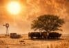 Ola de calor sin tregua: 13 provincias en alerta por temperaturas extremas y estrés térmico en el agro