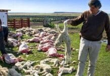 Perros salvajes ponen en jaque a la producción ganadera